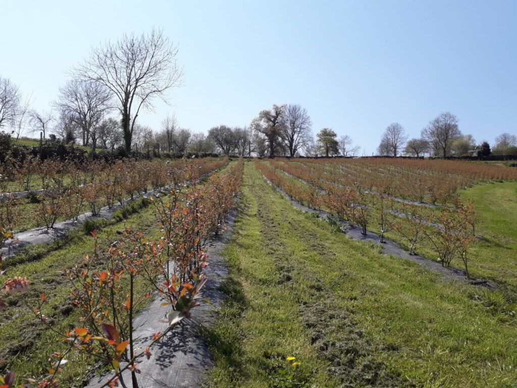 mulching