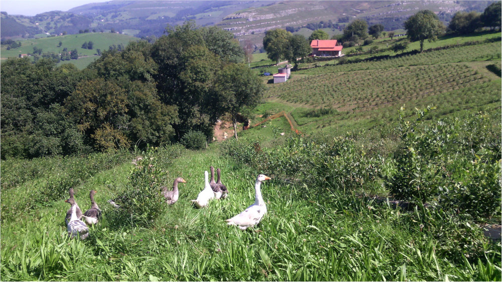 pastos